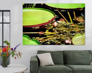 Grünes Seerosenblatt im Wasser von Homemade Photos