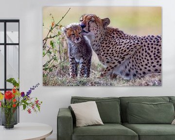 Cheetahs cares van Peter Michel
