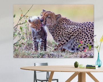 Cheetah likt welp van Peter Michel