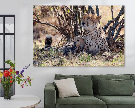 Aperçu de la chambre