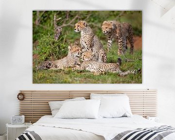 4 Jonge cheetahs van Peter Michel