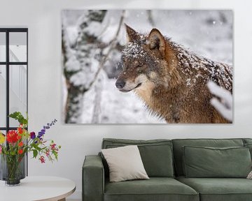 european gray wolf in the snow by gea strucks