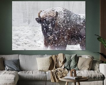 European bison in the snowstorm