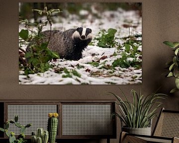 European Badger in the Snow