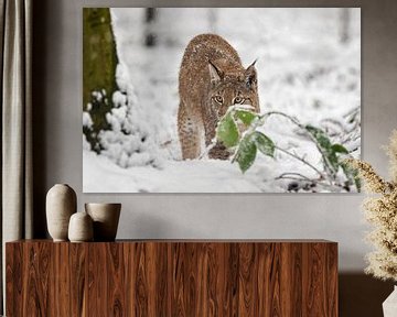 Lynx in the snow by gea strucks