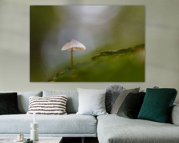 champignon sur Pim Leijen