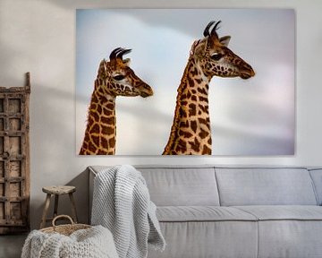 Hoofden van jonge giraffen van Peter Michel