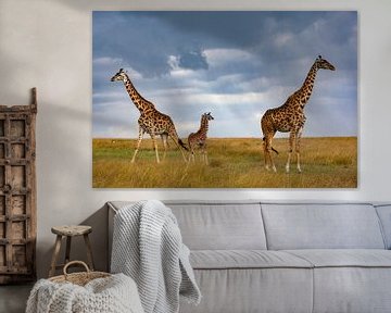 Giraffen in verschillende richtingen van Peter Michel