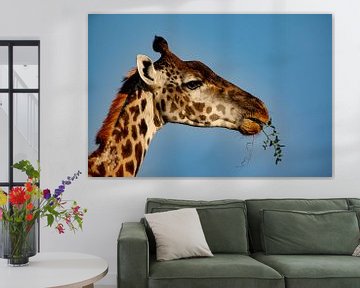 Giraffe met bladeren van Peter Michel