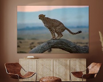 Cheetah op boom van Peter Michel