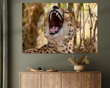 Yawning Cheetah van Peter Michel