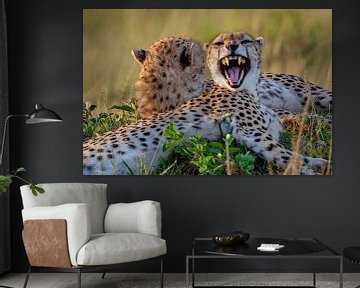 jonge cheetah geeuwt van Peter Michel