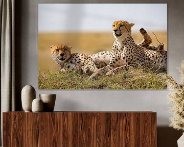 Pauze f. Cheetahs van Peter Michel