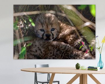 Cheetah baby 2 dagen oud