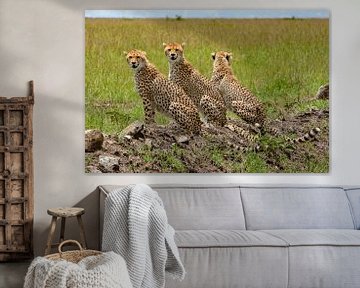 3 cheetahs van Peter Michel