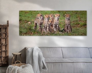 Cheetah familie van Peter Michel