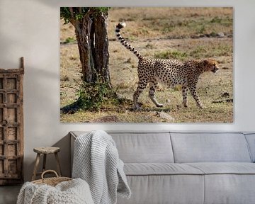 Cheetah markeert territorium van Peter Michel