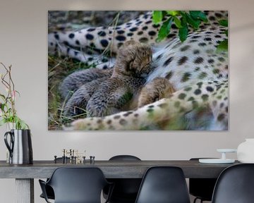 Cheetah babe zuigt van Peter Michel