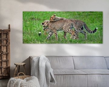 cheeta's van Peter Michel