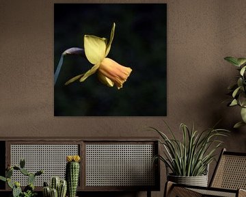 Daffodil by Mario de Lijser