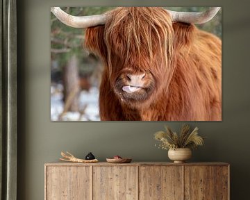 Funny Scottish Highlander by Dennisart Fotografie