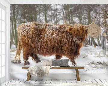 Schotse hooglander in de sneeuw van Dirk van Egmond