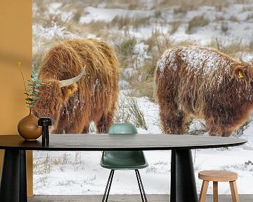 Schotse hooglanders in de sneeuw van Dirk van Egmond