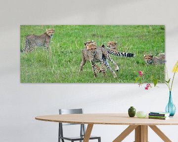 cheeta's