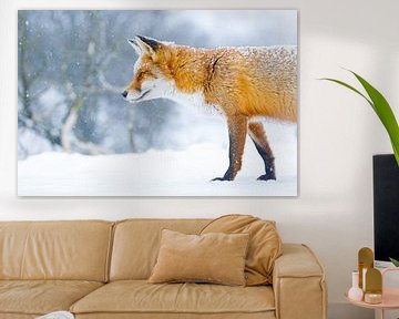 renard roux dans la neige sur Pim Leijen