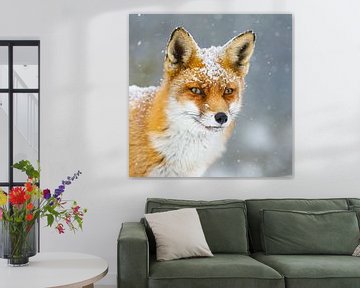 renard roux dans la neige sur Pim Leijen