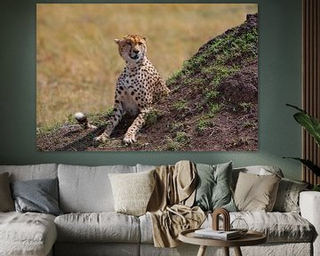 Cheetah houdt de wacht van Peter Michel