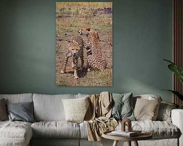 2 cheetahs van Peter Michel