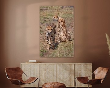 2 cheetahs van Peter Michel