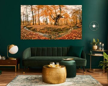 Autumn Forest Panorama by VIDEOMUNDUM