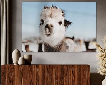 Alpaca close-up portret van Yvette Smink