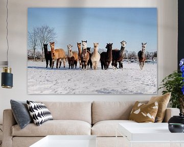Herd of alpacas by Yvette Smink