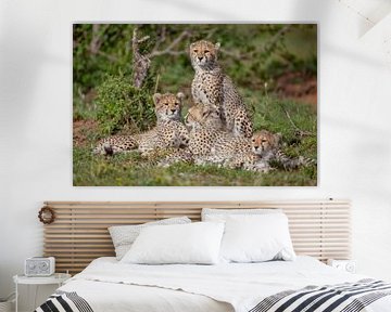 4 jonge cheetahs van Peter Michel