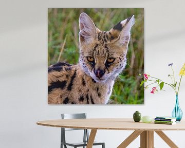 Serval kat van Peter Michel
