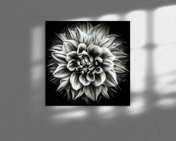 Makro Blüte einer Dahlie in schwarz-weiss von Dieter Walther