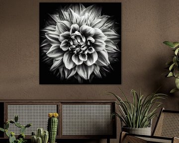 Macro-fleur d'un dahlia en noir et blanc sur Dieter Walther