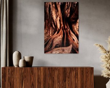 Abstract roots rubber tree by Dieter Walther