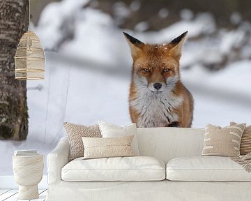 Fox in the snow by Menno Schaefer