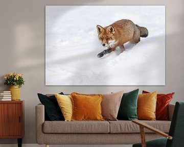 Un renard dans la neige