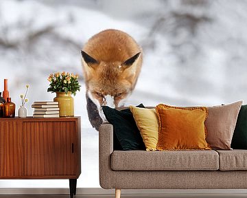 Rode vos in de sneeuw