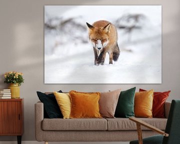 Rode vos in de sneeuw van Menno Schaefer