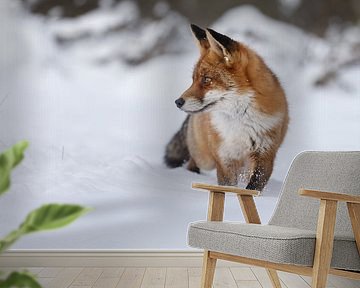 Red fox in the snow by Menno Schaefer