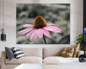 Echinacea coneflower by Katrin May