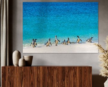 Magelhaen pinguins op strand van de Falkland eilanden van Ron van der Stappen