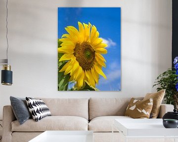 Summer sunflower by Katrin May