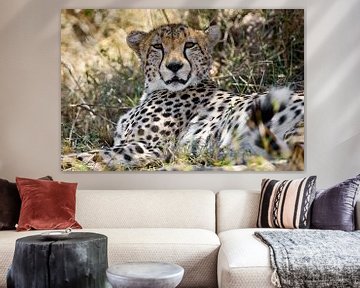 Cheetah View van Peter Michel